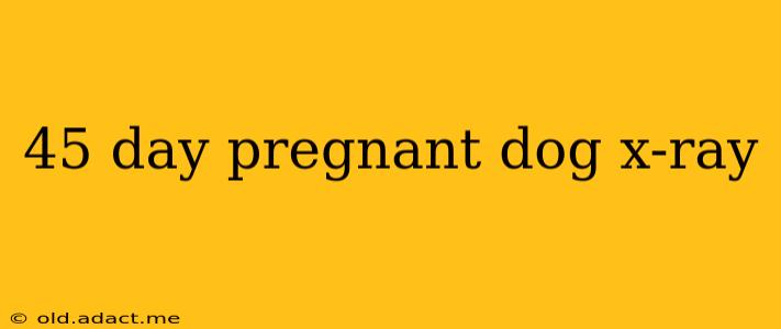 45 day pregnant dog x-ray