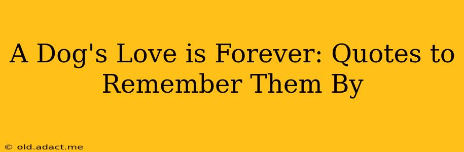 A Dog's Love is Forever: Quotes to Remember Them By