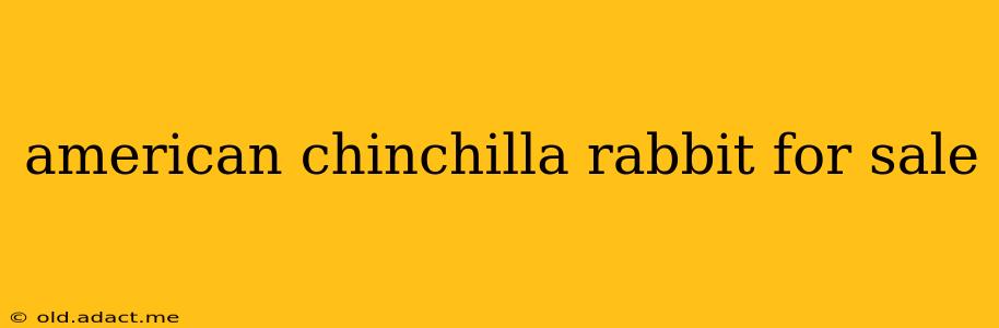 american chinchilla rabbit for sale
