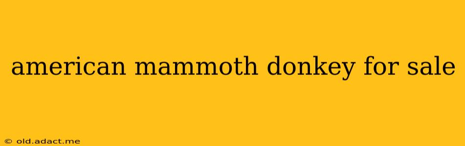 american mammoth donkey for sale