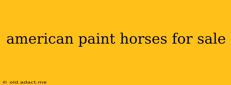 american paint horses for sale