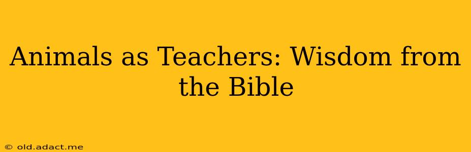 Animals as Teachers: Wisdom from the Bible
