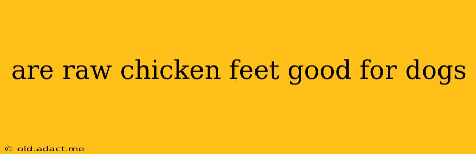 are raw chicken feet good for dogs