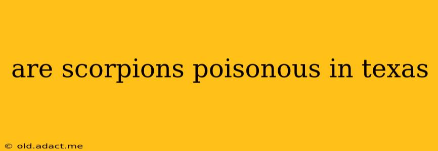 are scorpions poisonous in texas