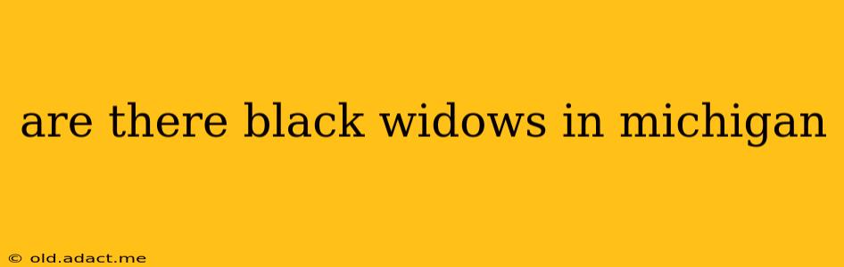 are there black widows in michigan