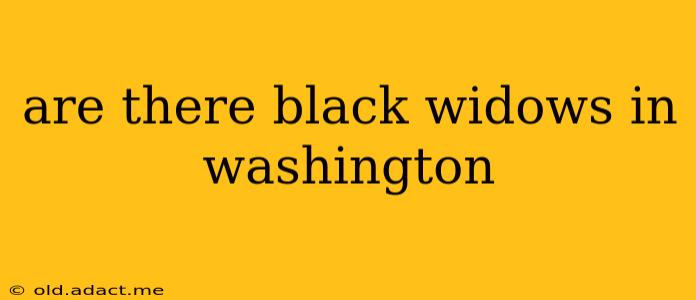 are there black widows in washington