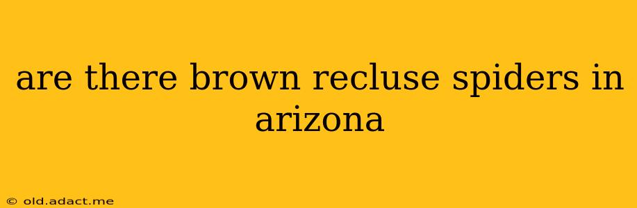 are there brown recluse spiders in arizona