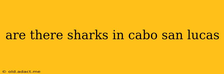 are there sharks in cabo san lucas