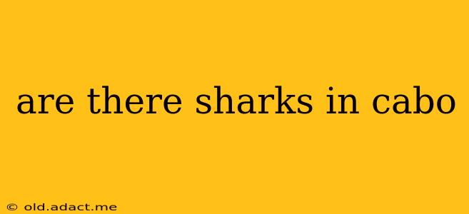 are there sharks in cabo