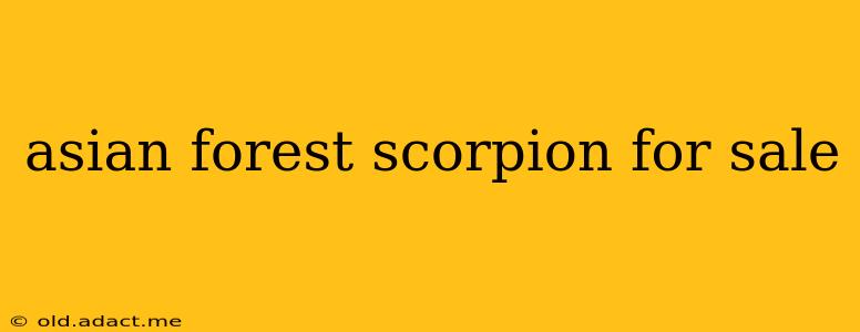 asian forest scorpion for sale
