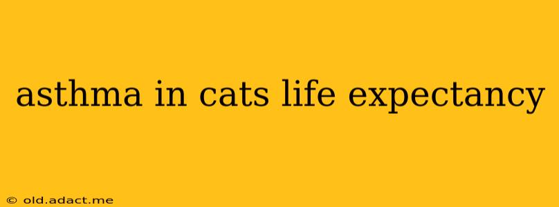 asthma in cats life expectancy