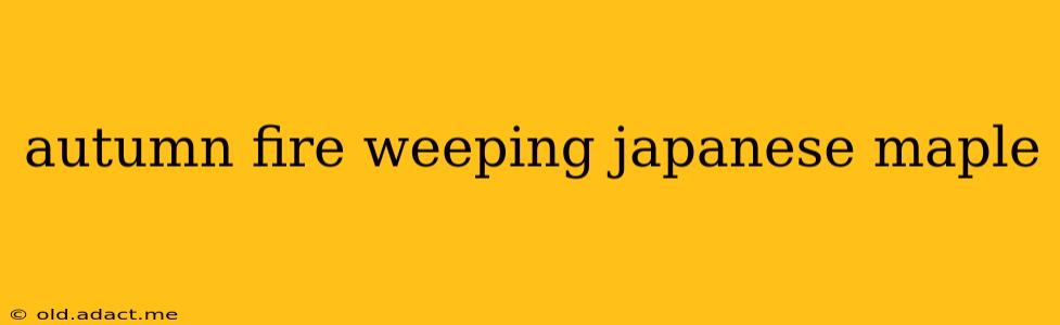 autumn fire weeping japanese maple
