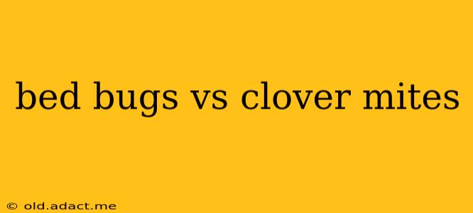 bed bugs vs clover mites