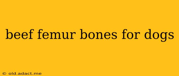 beef femur bones for dogs