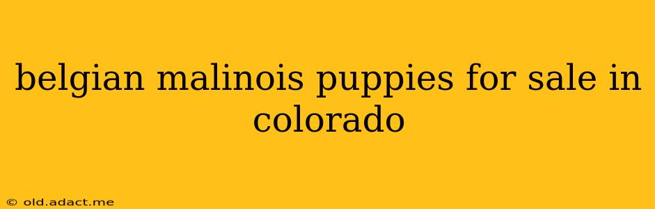 belgian malinois puppies for sale in colorado