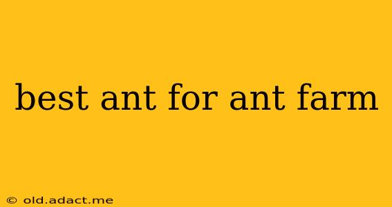 best ant for ant farm