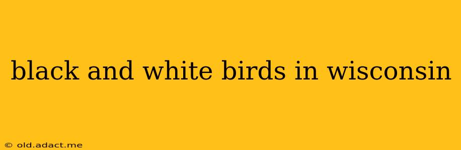 black and white birds in wisconsin