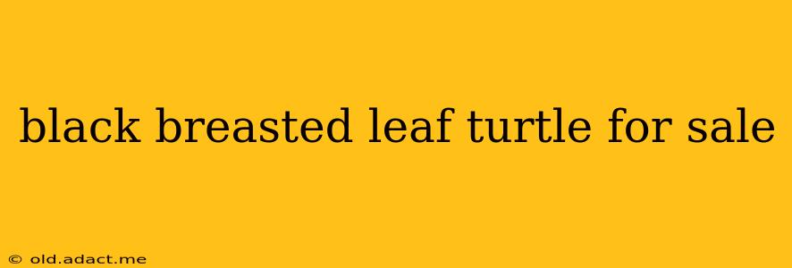 black breasted leaf turtle for sale
