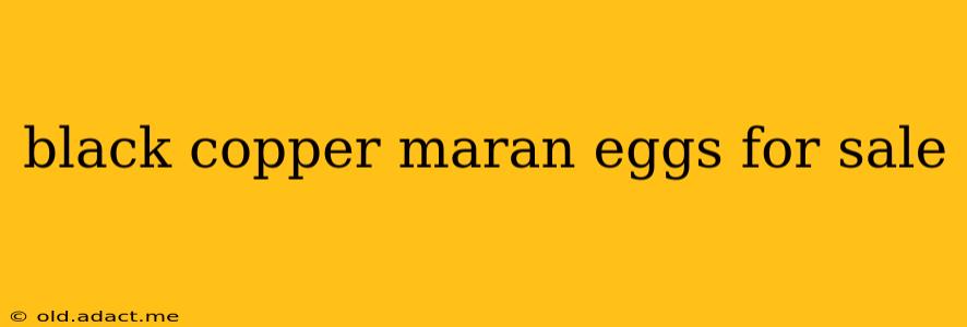 black copper maran eggs for sale