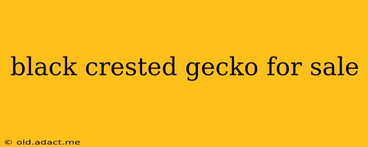 black crested gecko for sale
