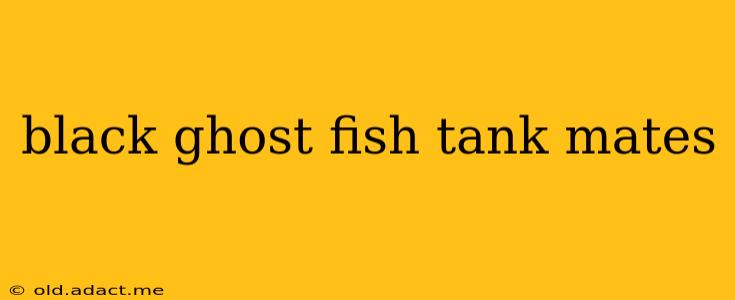 black ghost fish tank mates