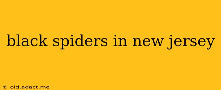 black spiders in new jersey