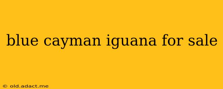 blue cayman iguana for sale