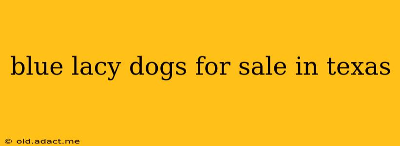 blue lacy dogs for sale in texas