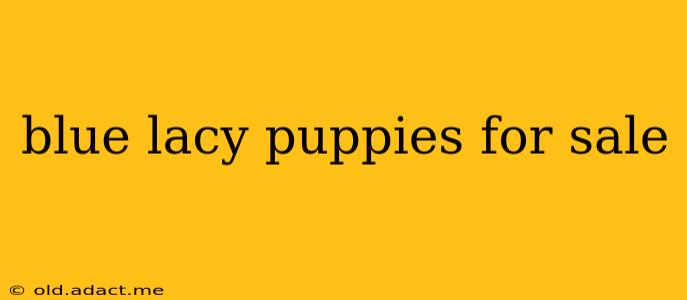 blue lacy puppies for sale