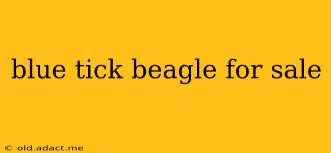 blue tick beagle for sale