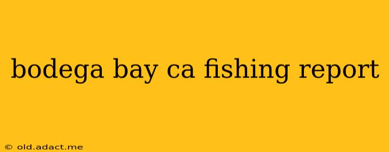 bodega bay ca fishing report