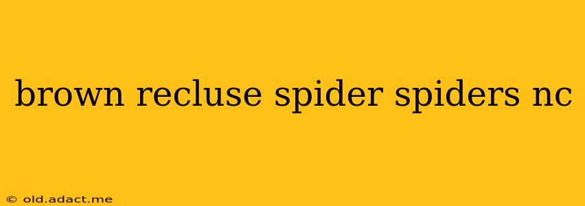 brown recluse spider spiders nc