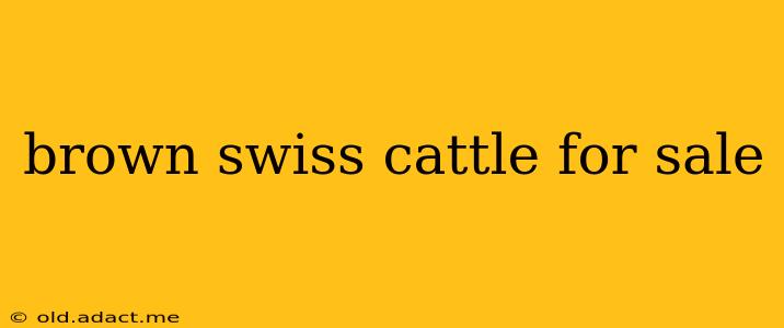 brown swiss cattle for sale