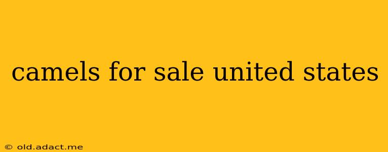 camels for sale united states