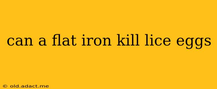 can a flat iron kill lice eggs