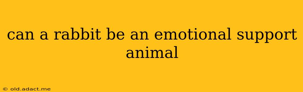 can a rabbit be an emotional support animal