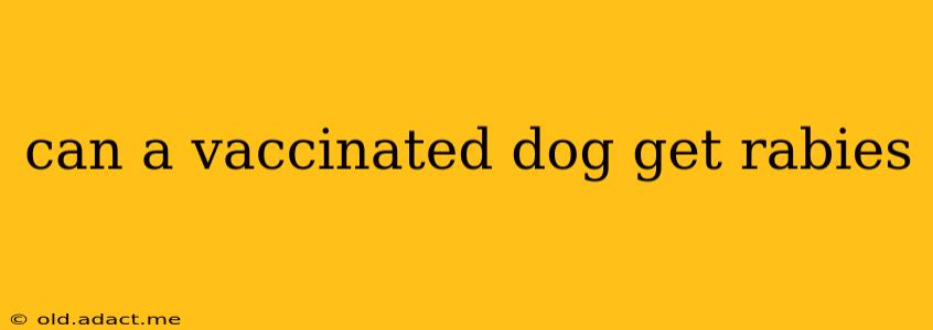 can a vaccinated dog get rabies