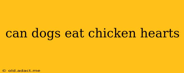 can dogs eat chicken hearts