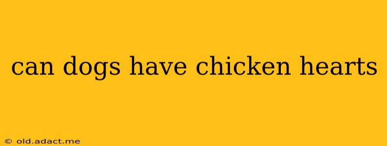 can dogs have chicken hearts