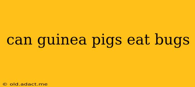 can guinea pigs eat bugs