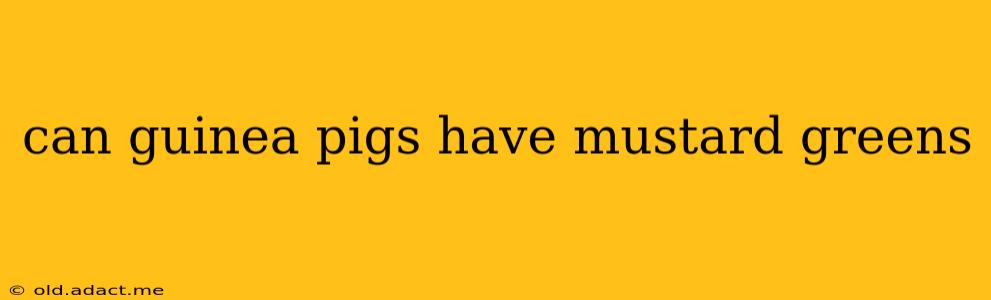 can guinea pigs have mustard greens