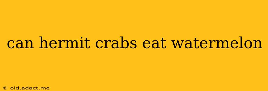 can hermit crabs eat watermelon