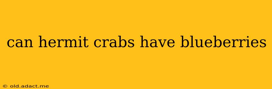 can hermit crabs have blueberries