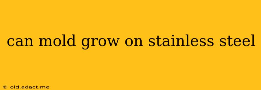 can mold grow on stainless steel