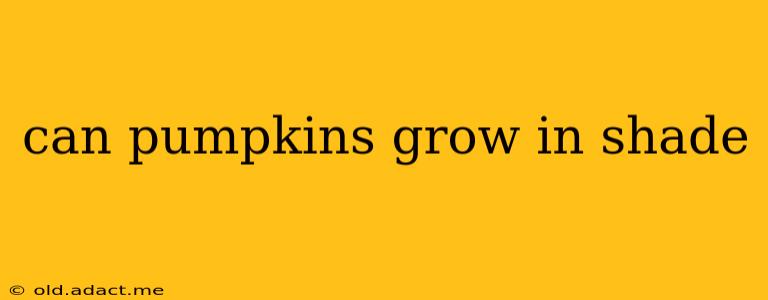 can pumpkins grow in shade