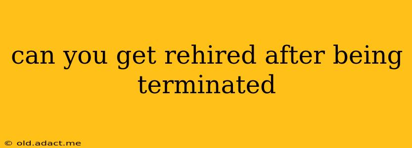can you get rehired after being terminated