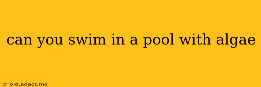 can you swim in a pool with algae