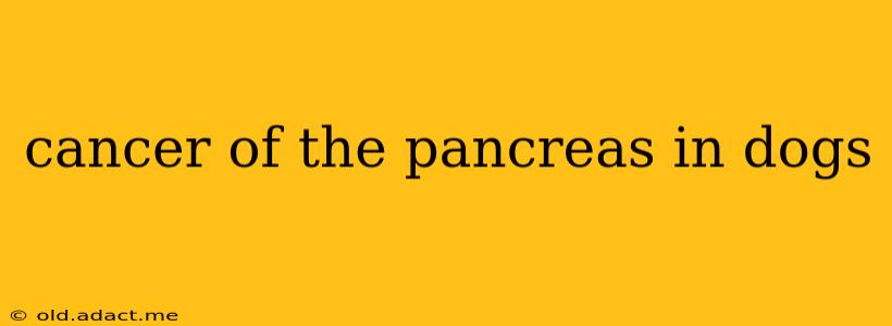 cancer of the pancreas in dogs