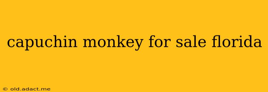 capuchin monkey for sale florida