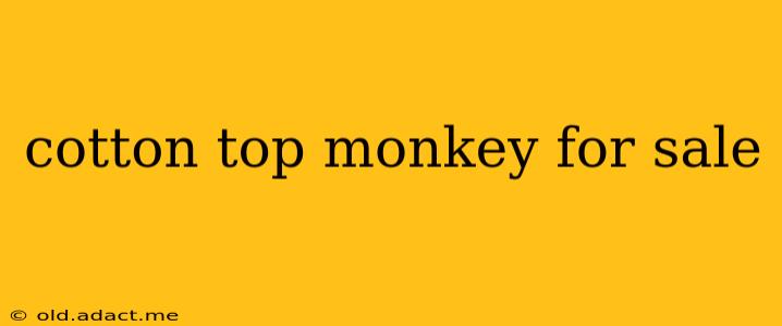 cotton top monkey for sale